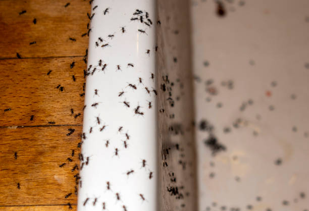 Best Affordable Pest Control Services  in Arcade, GA
